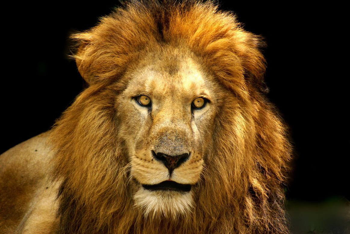 Portrait of a Lion